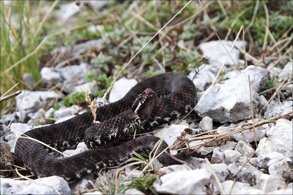 Vipera scura..